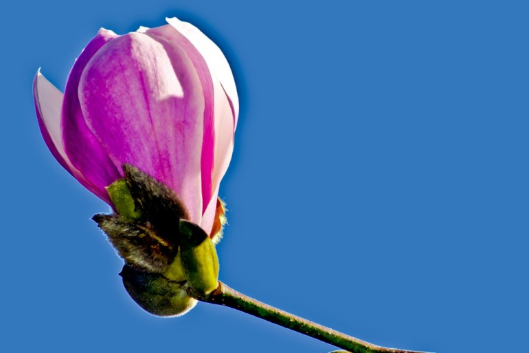 2 Quote A Flower Daily - Magnolia Blossom