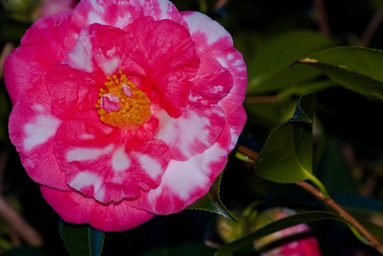 2 Quote A Flower Daily - Marble Camillia