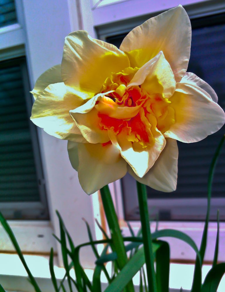 2 Quote A Flower Daily - Orange Daffodil 02