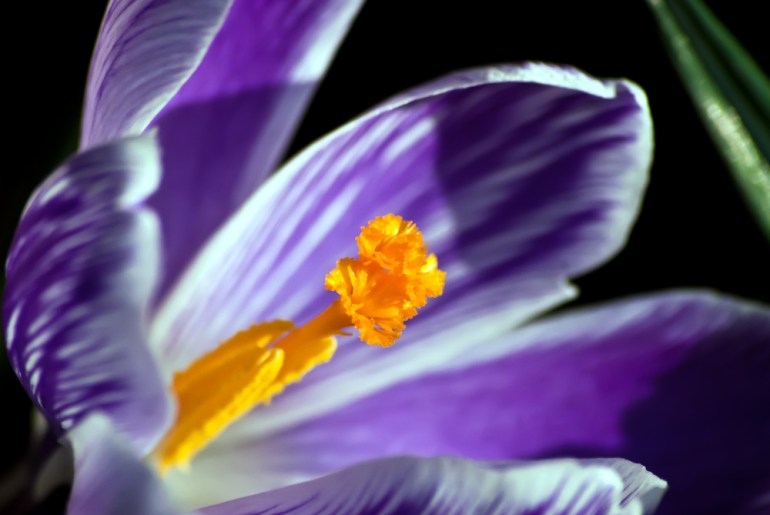 2 Quote A Flower Daily - Purple Crocus