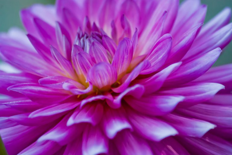 2 Quote A Flower Daily - Purple Dahlia