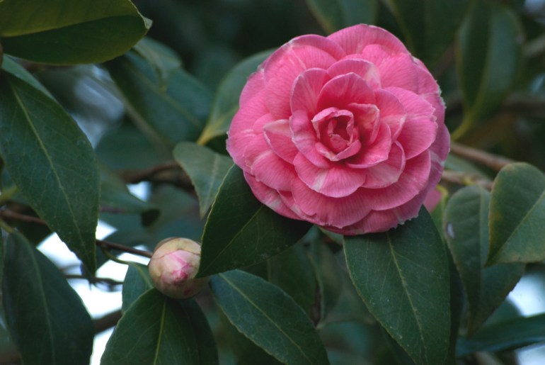 Pink Camillia