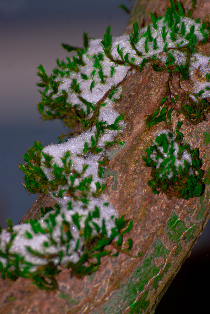 2 Quote A Flower Daily - Snow and Moss