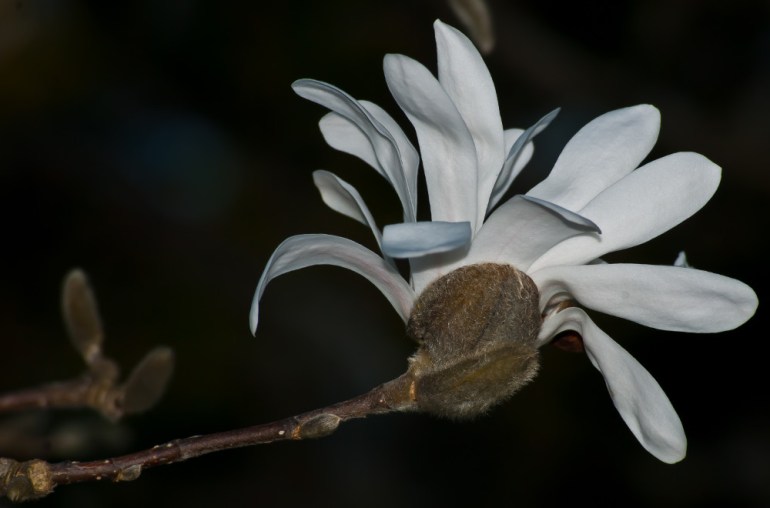 2 Quote A Flower Daily - Star Magnolia
