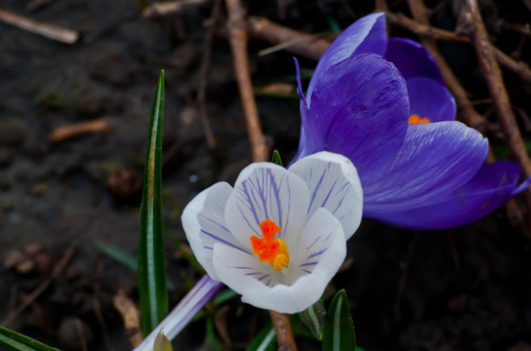 2 Quote A Flower Daily - Two Crocus'
