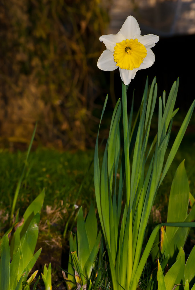 2 Quote A Flower Daily - White Daffodil