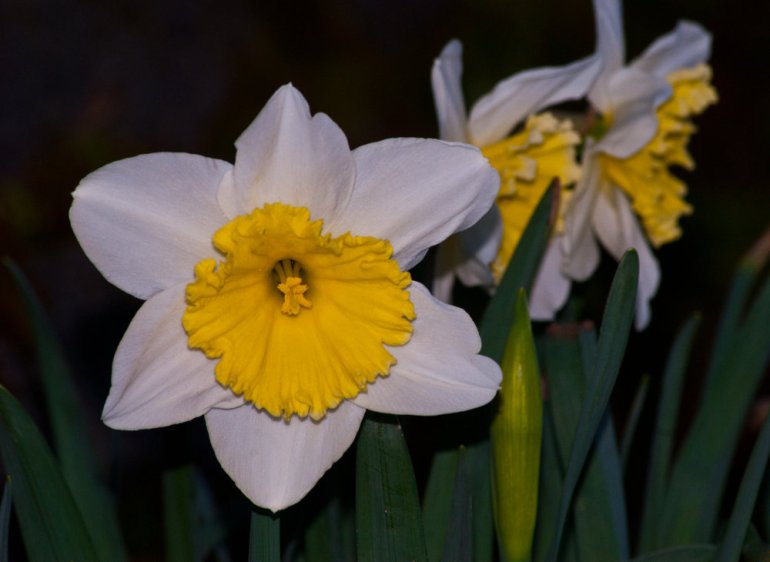 2 Quote A Flower Daily - White Daffodils
