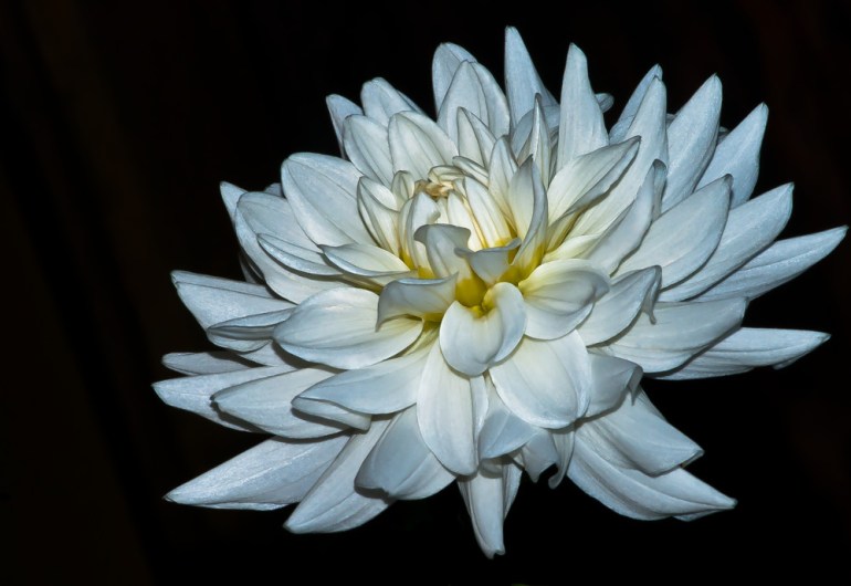 2 Quote A Flower Daily - White Dahlia