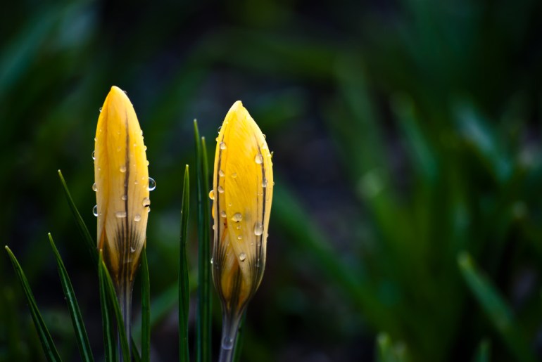 2 Quote A Flower Daily - Yellow Crocus