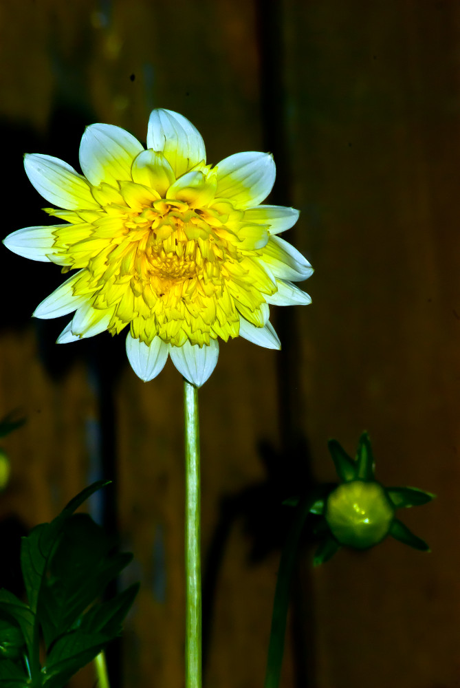 2 Quote A Flower Daily - Yellow Dahlia