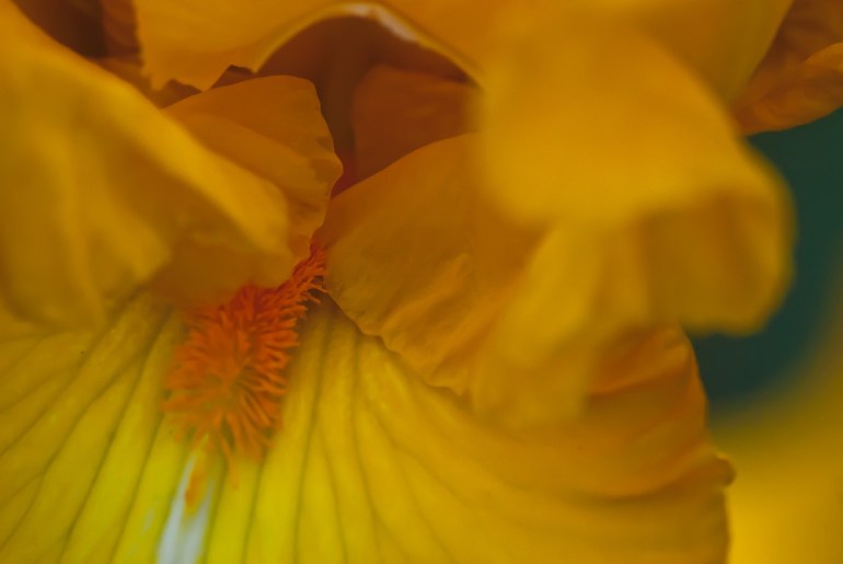 2 Quote A Flower Daily - Yellow Iris