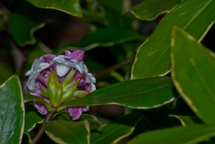 2 Quote A Flower Daily - Behind Daphne