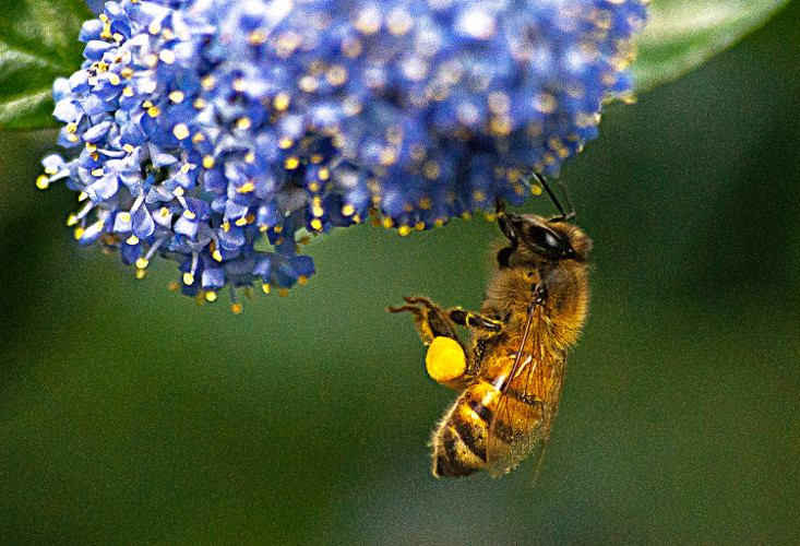 2 Quote A Bee - Bumblebee Hanging