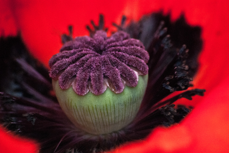 2 Quote A Flower Daily - Poppy Cake