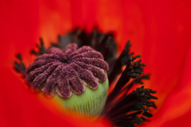 2 Quote A Flower Daily - Inside Poppy 02