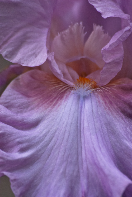 2 Quote A Flower Daily - Iris Macro 02