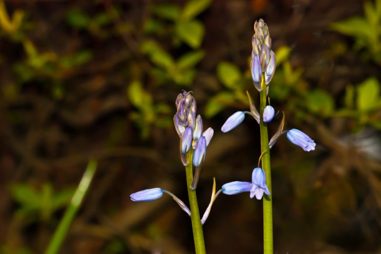 2 Quote A Flower Daily - Mystery Flower 01