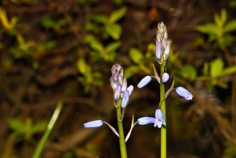 2 Quote A Flower Daily - Mystery Flower 02