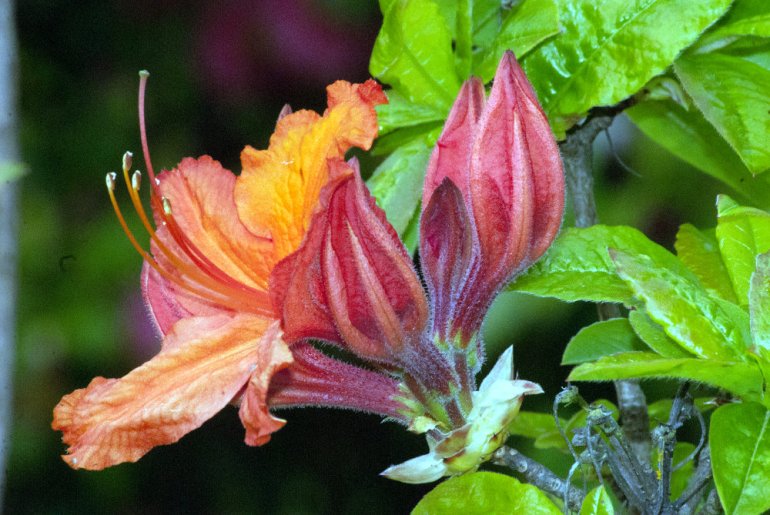 2 Quote A Flower Daily - Orange Azalea