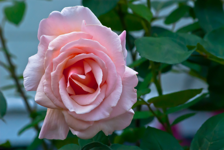 2 Quote A Flower Daily - Pink Rose