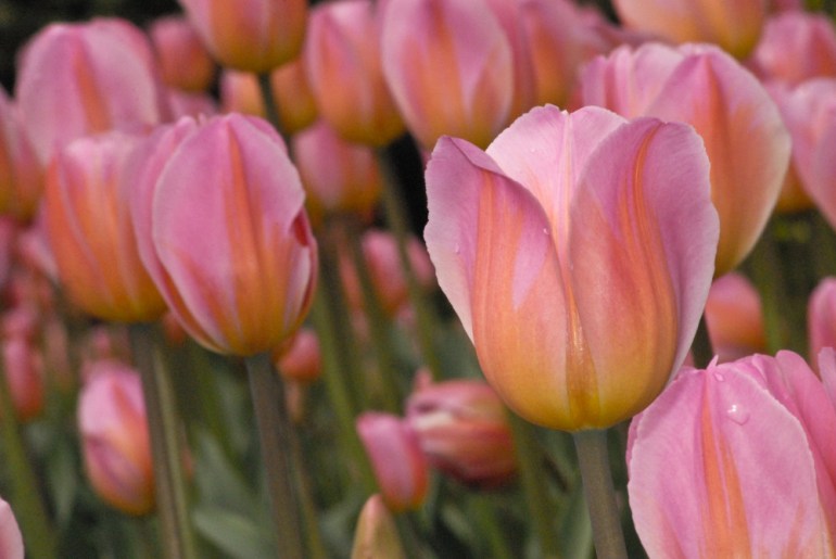 2 Quote A Flower Daily - Pink Tulips