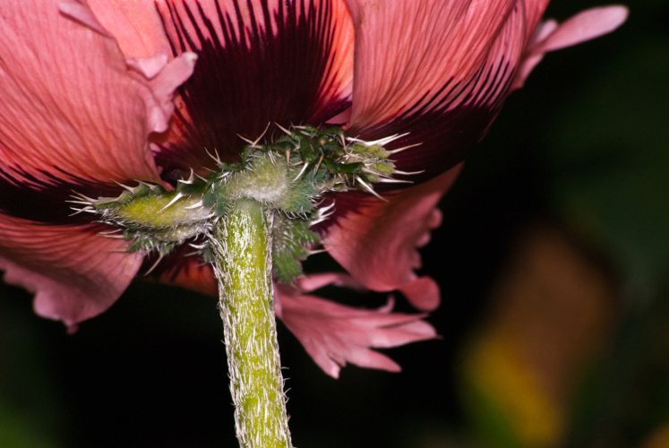 2 Quote A Flower Daily - Under Poppy