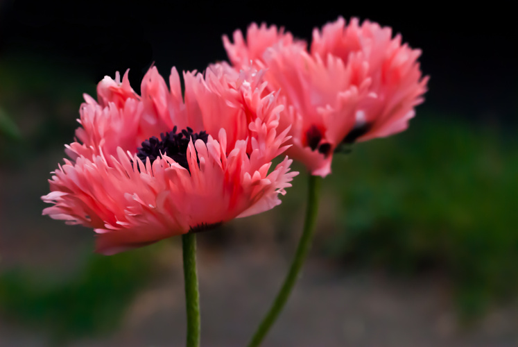 2 Quote A Flower Daily - Poppy Pair