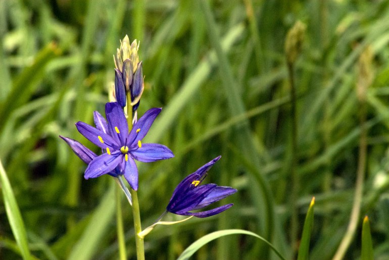 2 Quote A Flower Daily - Purple Camas
