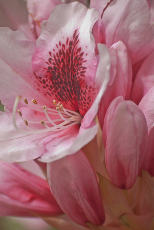 2 Quote A Flower Daily - Rhododendron Buds-2