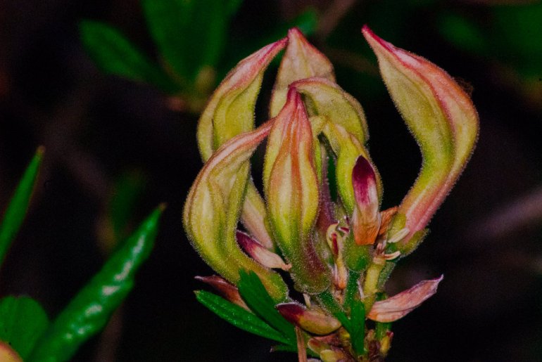 2 Quote A Flower Daily - Rhododendron Buds