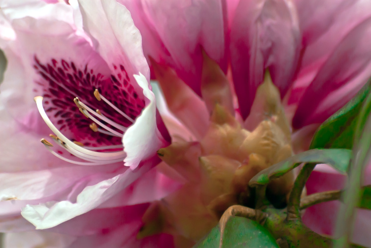 2 Quote A Flower Daily - Rhododendron Flower