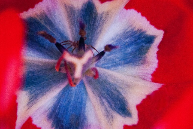 2 Quote A Flower Daily - Spider Tulip