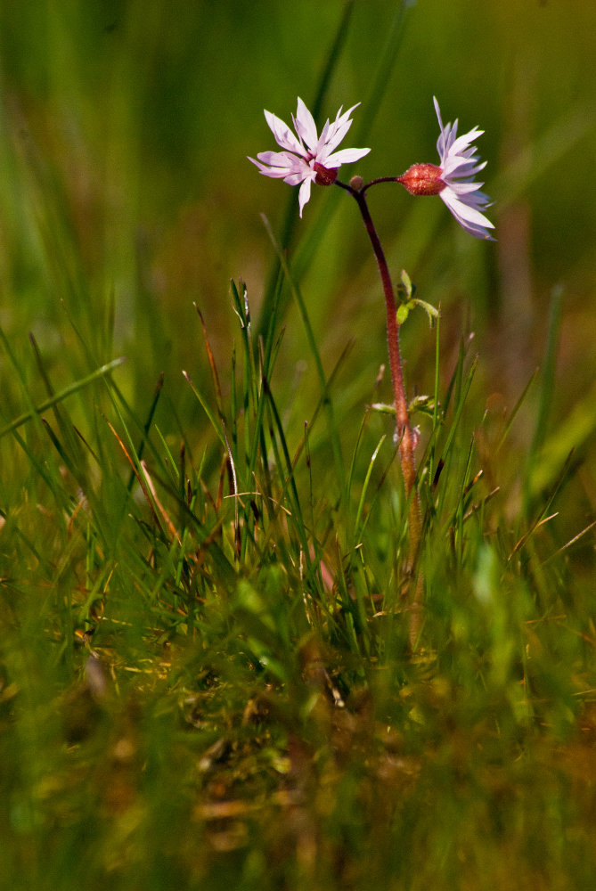 2 Quote A Flower Daily - Two Woodland Stars