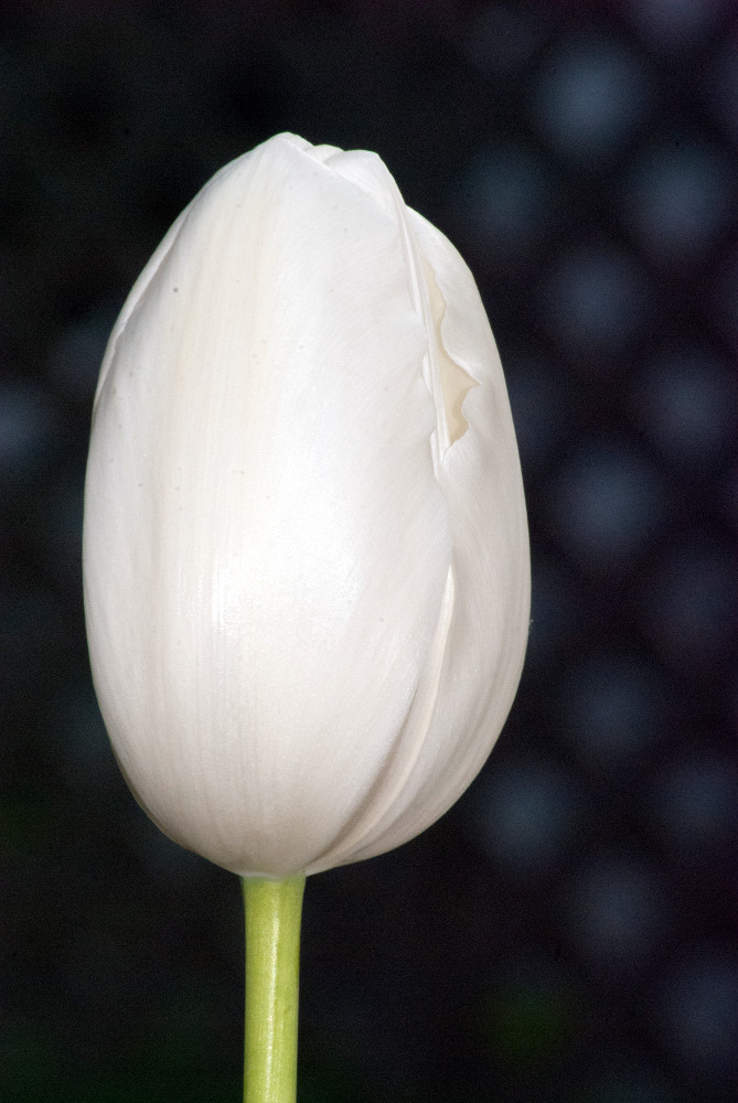 2 Quote A Flower Daily - White Tulip