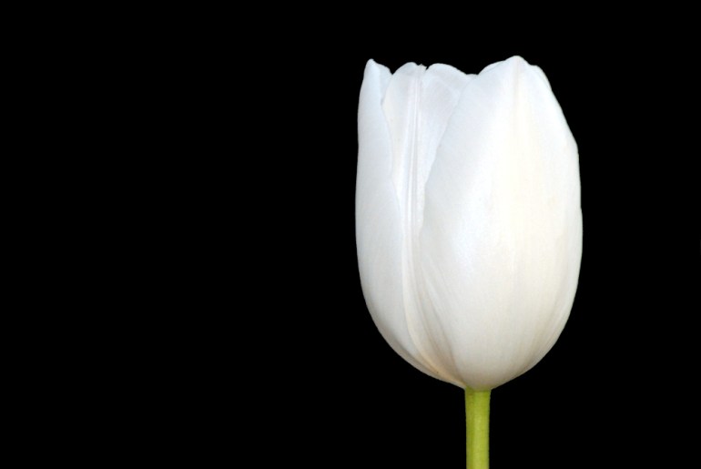 2 Quote A Flower Daily - White Tulip
