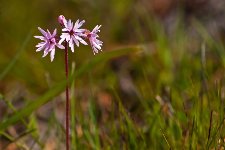 2 Quote A Flower Daily - Woodland Stars-1