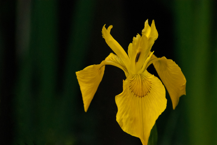 2 Quote A Flower Daily - Yellow Iris-2