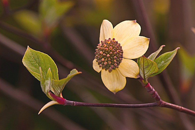 2 Quote A Flower Daily - Yellow Magnolia