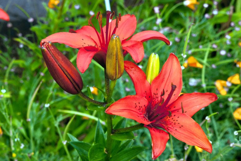 2 Quote A Flower Daily - 5 Orange Lilies