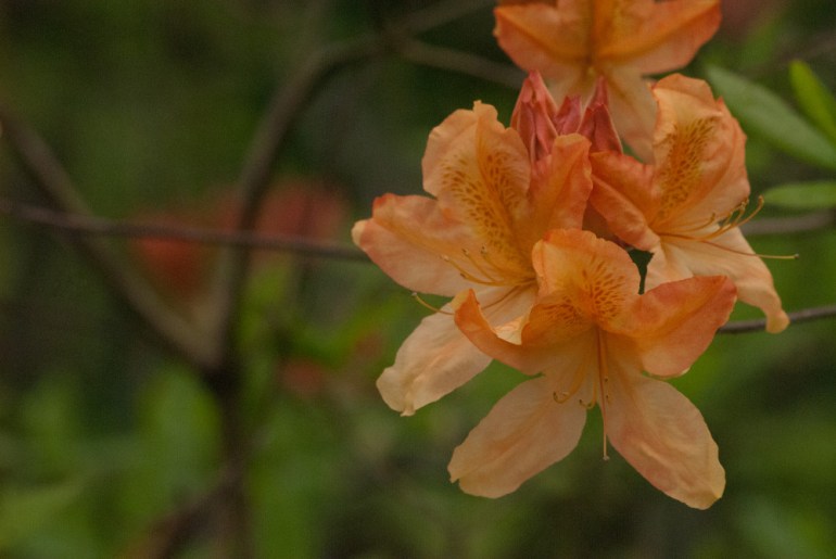 2 Quote A Flower Daily - Azalea