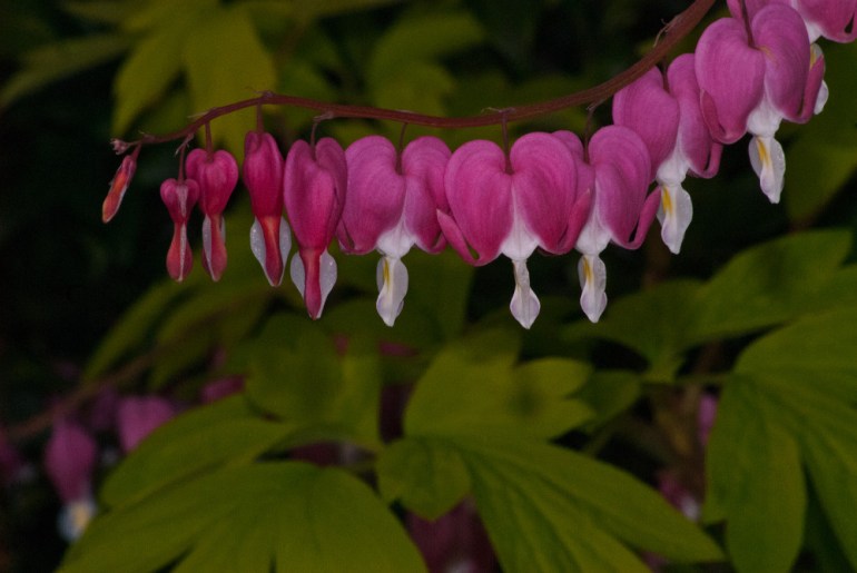 2 Quote A Flower Daily - Bleeding Hearts