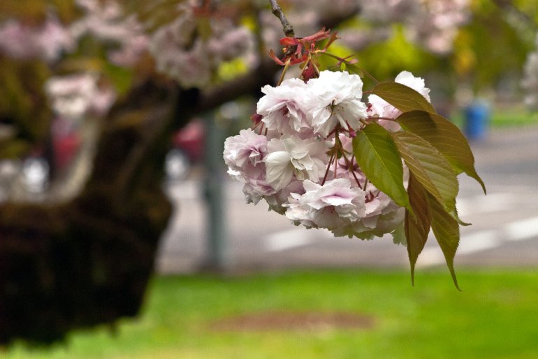 2 Quote A Flower Daily - Blossoms