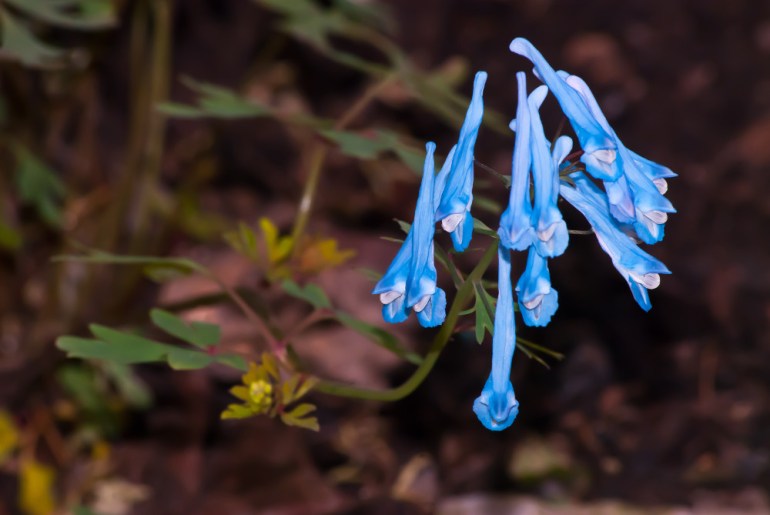 2 Quote A Flower Daily - Blue Veatch