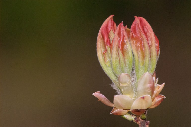 2 Quote A Flower Daily - Buds