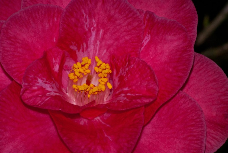 2 Quote A Flower Daily - Camellia