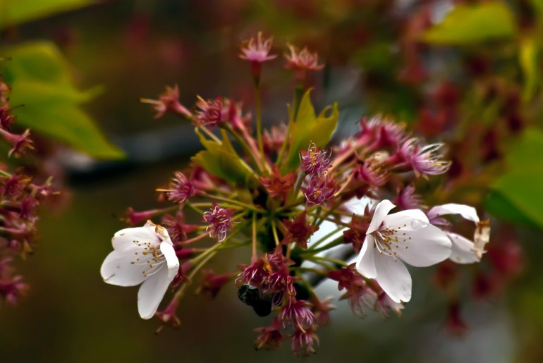 2 Quote A Flower Daily - Cherry Blossoms-2