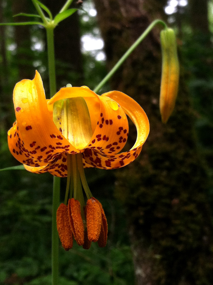 2 Quote A Flower Daily - Columbia Lily