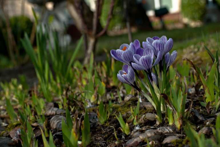 2 Quote A Flower Daily - Crocus Bunch-3