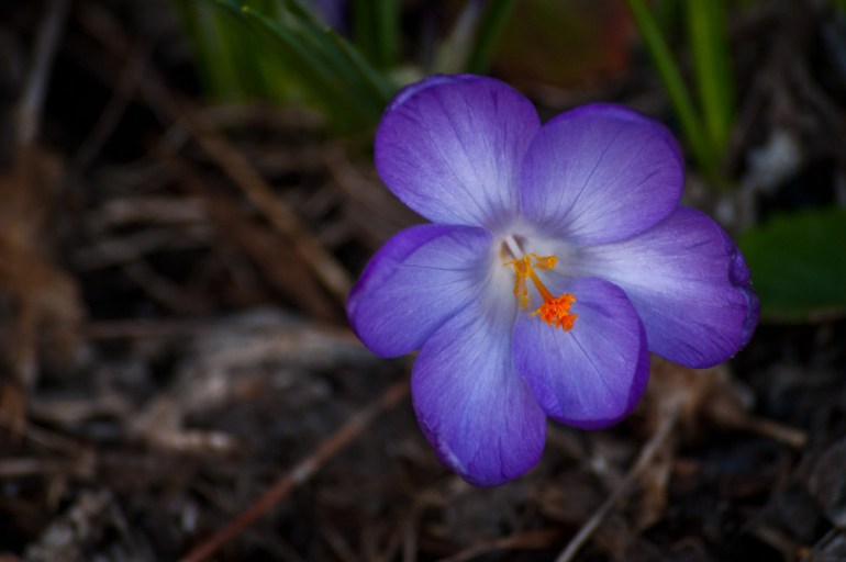 2 Quote A Flower Daily - Crocus