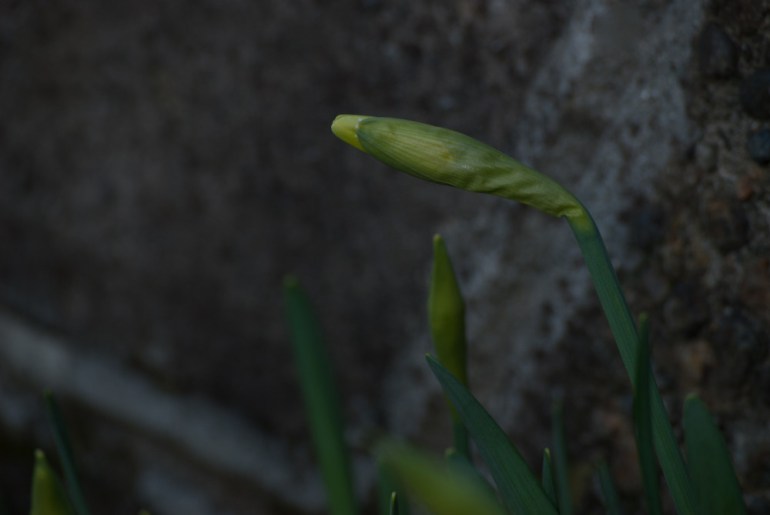 2 Quote A Flower Daily - Daffodil Bud